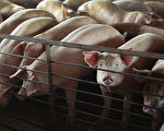 非洲猪瘟影响 大陆猪肉价一年来大涨46%
