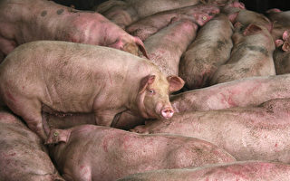 非洲猪瘟未消散 中国北方疫情升温