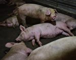 大陆现非洲猪瘟新病毒株 广东逾千猪只感染