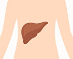 從身體2部位看出肝功能好壞 1招增強肝功能