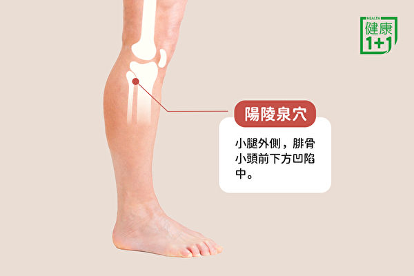 消腿部水腫的穴位：陽陵泉穴。（健康1+1／大紀元）