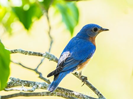 鳥, 東藍鴝, Eastern Bluebird