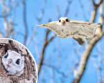 組圖：滑翔在樹林間的日本飛鼠 萌度爆表